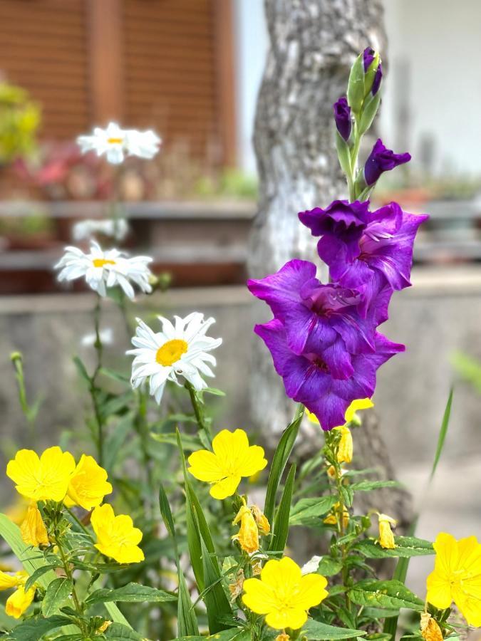 Garden House Budva Extérieur photo